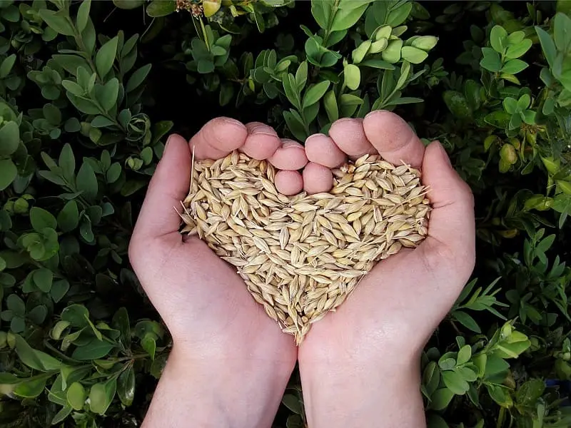 Chicchi di grano a forma di cuore nelle mani