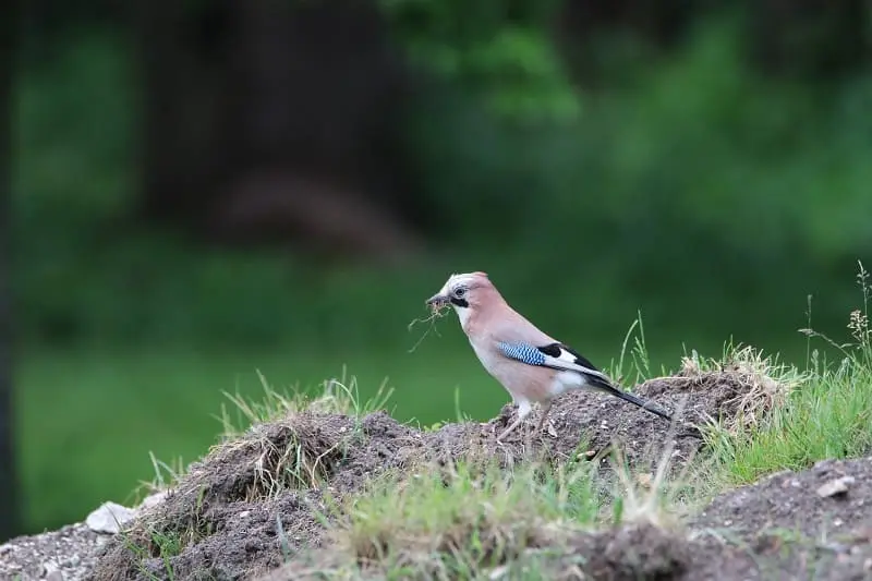 Uccellino fa il nido